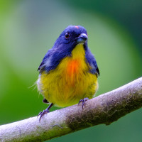 Yellow-rumped Flowerpecker